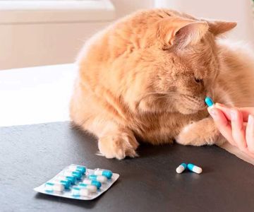 Best Ways to Manage a Pet’s Medication: Effective Tips for Pet Owners