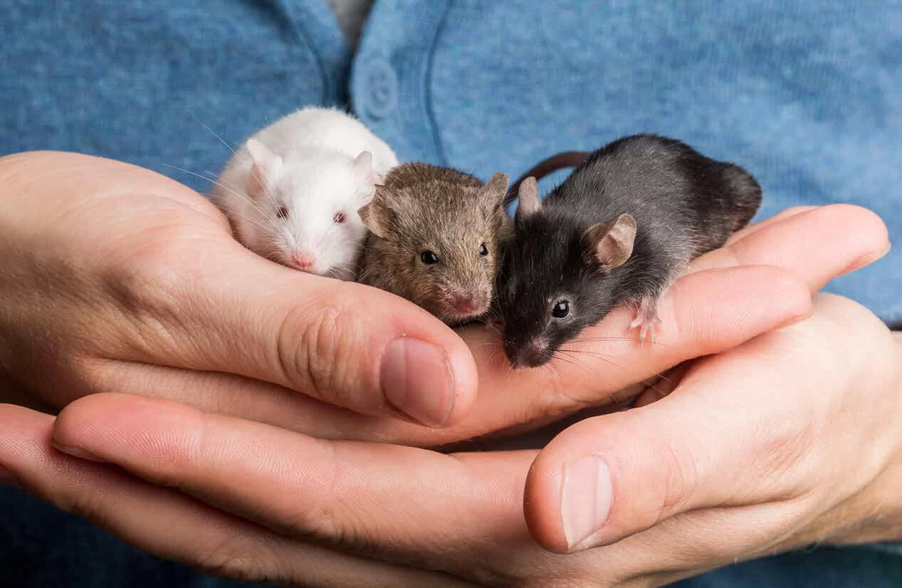 How to Train a Pet Mouse to Be Handled: Essential Tips for Successful Mouse Handling