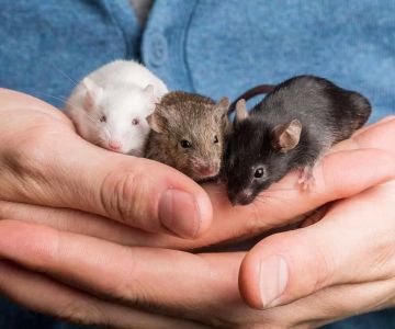 How to Train a Pet Mouse to Be Handled: Essential Tips for Successful Mouse Handling