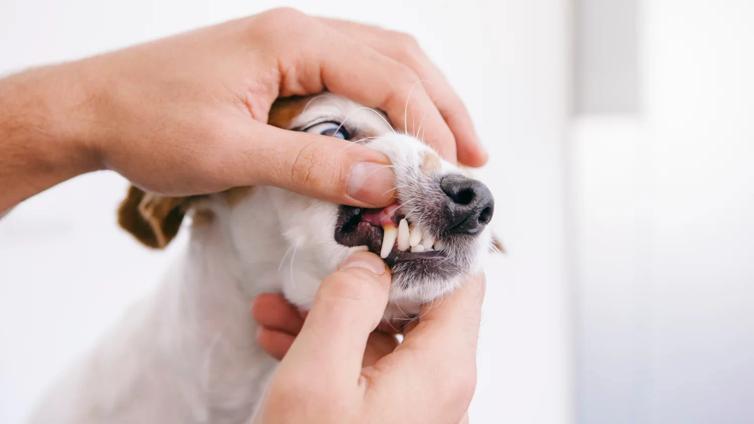 Safe Home Treatments for Pet Skin Issues: Natural Remedies for Your Pet’s Comfort