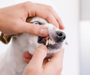 Safe Home Treatments for Pet Skin Issues: Natural Remedies for Your Pet’s Comfort