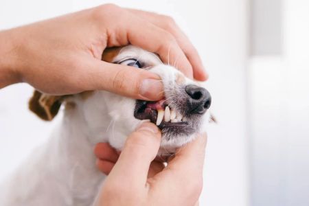 Safe Home Treatments for Pet Skin Issues: Natural Remedies for Your Pet’s Comfort