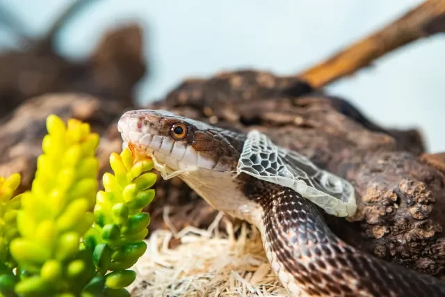 How to Deal with Pet Snake Shedding Problems: Solutions for a Healthy Shed