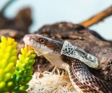 How to Deal with Pet Snake Shedding Problems: Solutions for a Healthy Shed