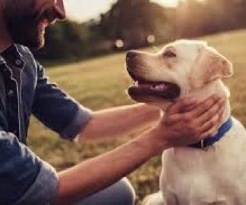 How to Train a Dog to Be Calm: Effective Strategies for a Relaxed Pet