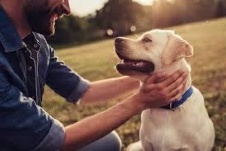 How to Train a Dog to Be Calm: Effective Strategies for a Relaxed Pet