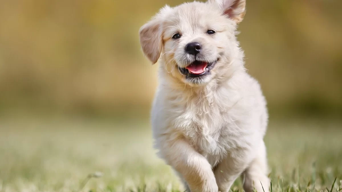 Best Dogs for People Who Work Full-Time: Low-Maintenance Companions for Busy Owners