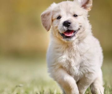 Best Dogs for People Who Work Full-Time: Low-Maintenance Companions for Busy Owners