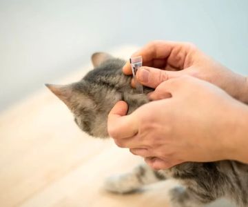 Best Products for Flea Prevention in Cats: Top Flea Treatments for Your Cat's Health