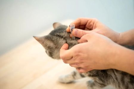 Best Products for Flea Prevention in Cats: Top Flea Treatments for Your Cat's Health