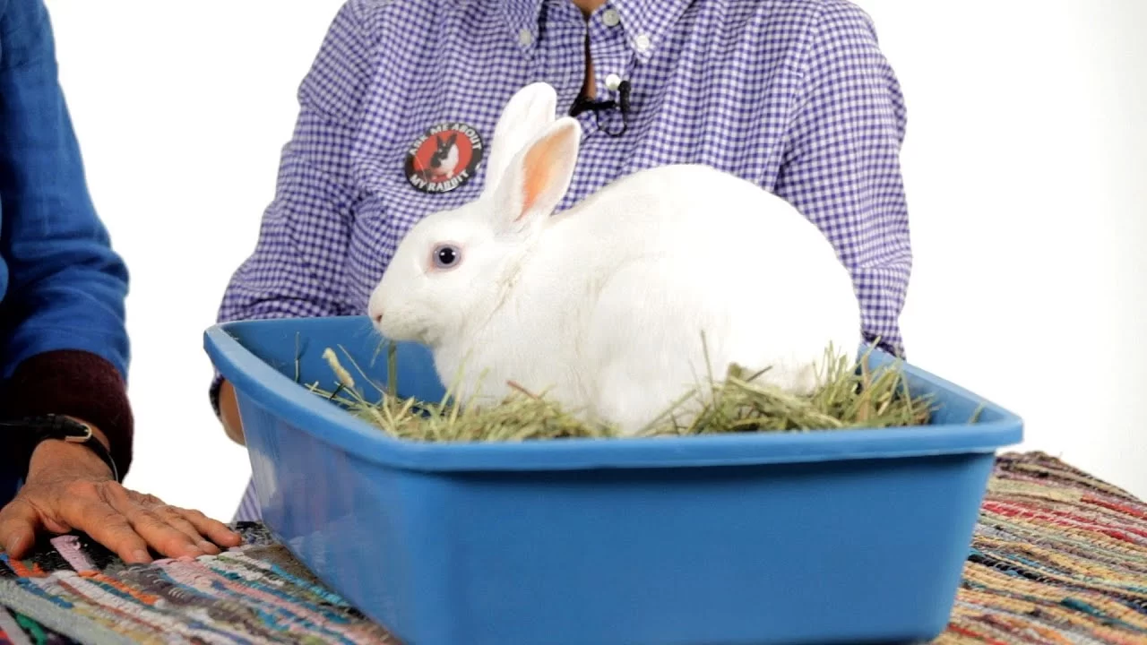 How to Train a Rabbit to Use a Litter Box: Step-by-Step Guide