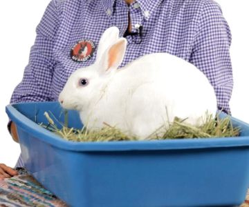 How to Train a Rabbit to Use a Litter Box: Step-by-Step Guide
