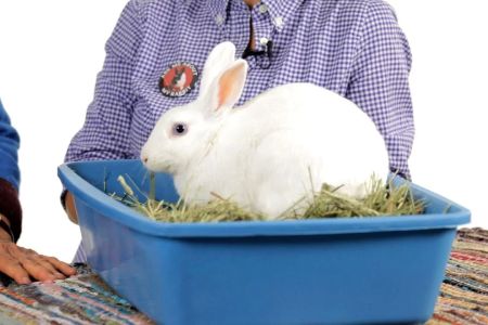 How to Train a Rabbit to Use a Litter Box: Step-by-Step Guide