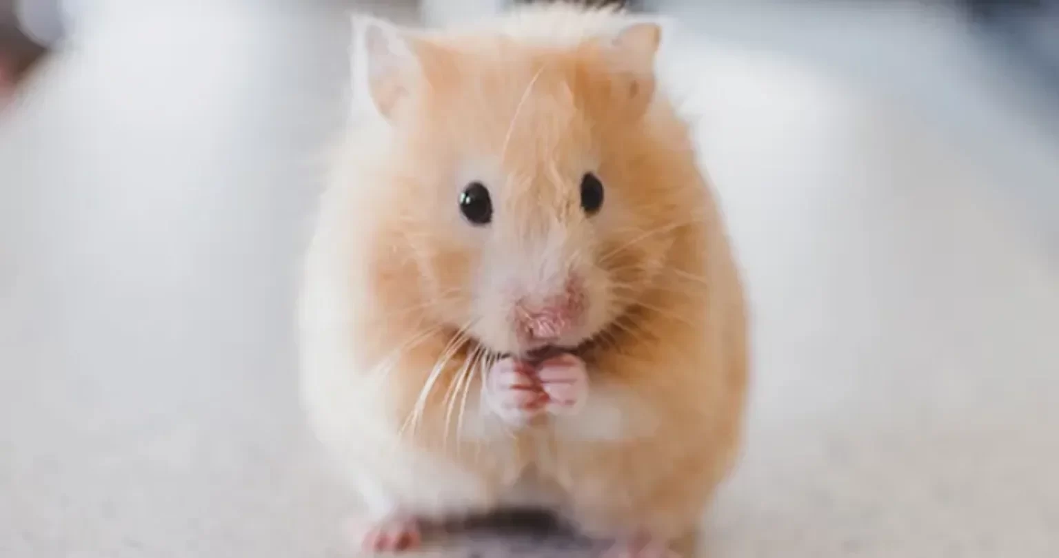 Best Bedding for Pet Hamsters: Choosing the Right Bedding for Comfort and Health