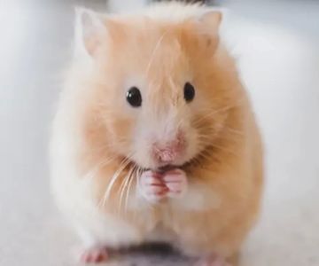 Best Bedding for Pet Hamsters: Choosing the Right Bedding for Comfort and Health