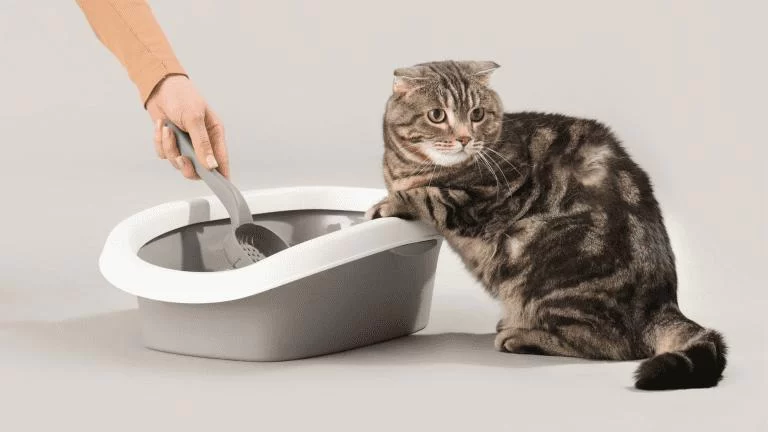 How to Stop a Cat from Peeing Outside the Litter Box: Effective Solutions for Cat Behavior Issues