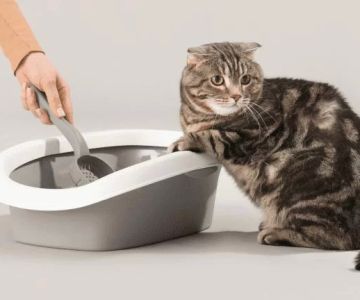 How to Stop a Cat from Peeing Outside the Litter Box: Effective Solutions for Cat Behavior Issues