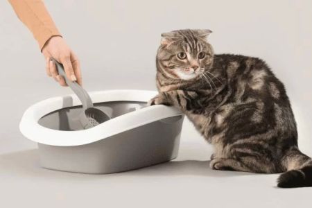 How to Stop a Cat from Peeing Outside the Litter Box: Effective Solutions for Cat Behavior Issues