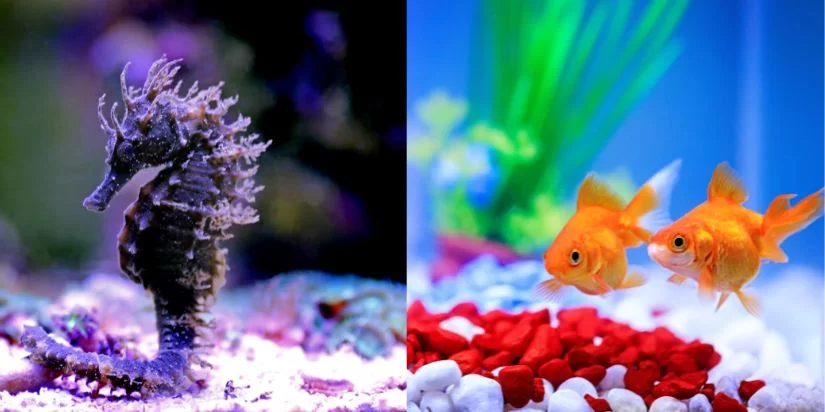 Best Aquariums for Both Fresh and Saltwater Fish: Top Picks for Mixed Species
