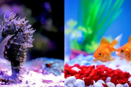 Best Aquariums for Both Fresh and Saltwater Fish: Top Picks for Mixed Species