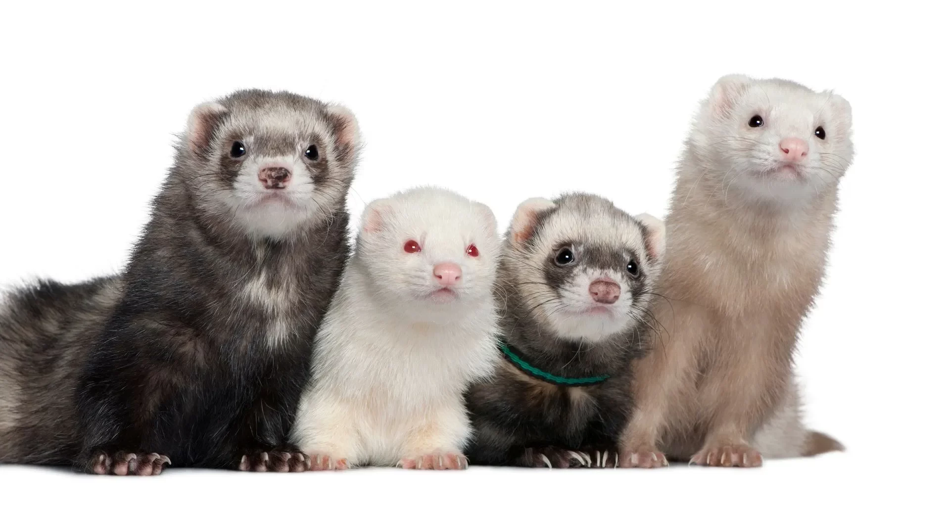 Best Toys for Pet Ferrets: Fun and Interactive Options for Your Ferret’s Playtime