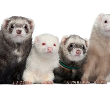Best Toys for Pet Ferrets: Fun and Interactive Options for Your Ferret’s Playtime