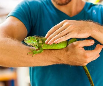 How to Keep a Pet Iguana Hydrated: Essential Tips for Iguana Health