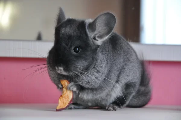 How to Make a Pet Chinchilla Happy: Tips for a Joyful and Healthy Life