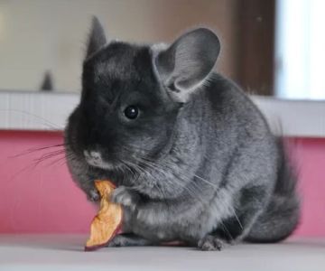 How to Make a Pet Chinchilla Happy: Tips for a Joyful and Healthy Life
