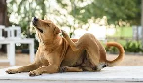 What Are the Signs of Flea Infestation in Pets? A Comprehensive Guide