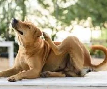 What Are the Signs of Flea Infestation in Pets? A Comprehensive Guide