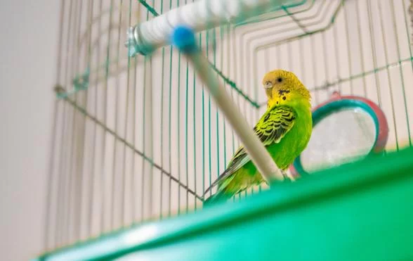 How to Train Your Pet Bird to Fly to You: Tips and Techniques
