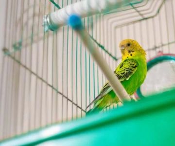 How to Train Your Pet Bird to Fly to You: Tips and Techniques