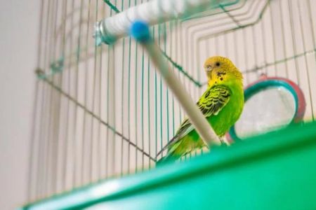 How to Train Your Pet Bird to Fly to You: Tips and Techniques