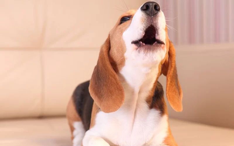 How to Train a Dog Not to Bark at Night: A Complete Guide for Pet Owners