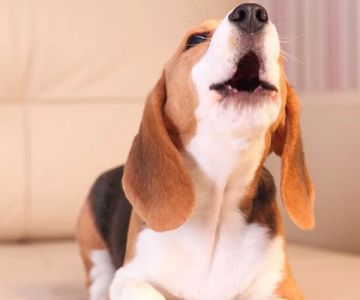 How to Train a Dog Not to Bark at Night: A Complete Guide for Pet Owners