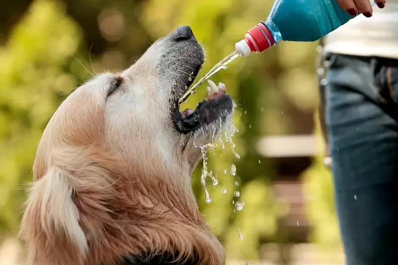 Why is My Dog Drinking So Much Water? Causes and Solutions for Excessive Thirst in Dogs