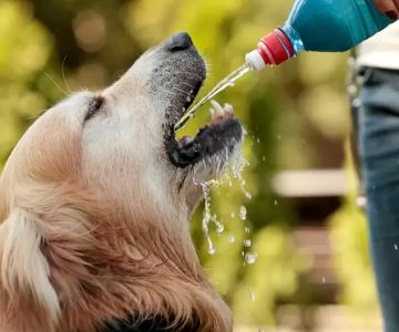 Why is My Dog Drinking So Much Water? Causes and Solutions for Excessive Thirst in Dogs