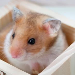 How to Prevent Mites in Pet Hamsters: Essential Tips for a Healthy Pet