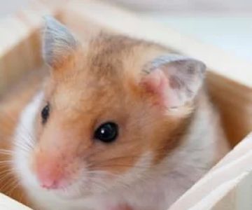 How to Prevent Mites in Pet Hamsters: Essential Tips for a Healthy Pet