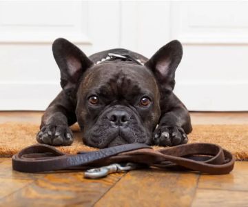 Best Foods for Overweight Dogs: Top Choices for Weight Loss and Healthy Weight Management