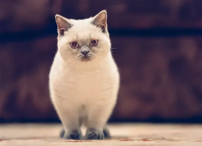 Best Cat Breeds for People with Allergies: Top Hypoallergenic Cats for Sensitive Owners