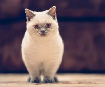 Best Cat Breeds for People with Allergies: Top Hypoallergenic Cats for Sensitive Owners