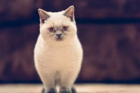 Best Cat Breeds for People with Allergies: Top Hypoallergenic Cats for Sensitive Owners