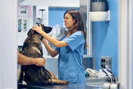 How to Evaluate the Quality of Care at a Veterinary Hospital