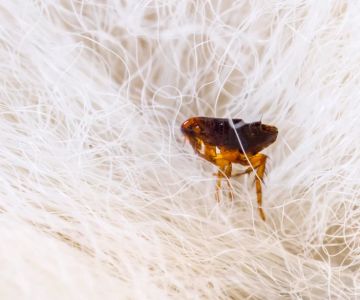 How to Prevent Fleas and Ticks in Pets: Essential Tips and Products for Protection