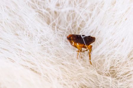 How to Prevent Fleas and Ticks in Pets: Essential Tips and Products for Protection