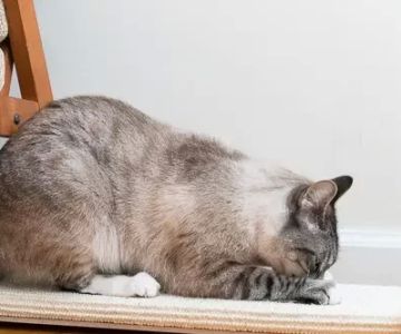 Best Cat Scratching Posts for Indoor Cats: Top Picks for Happy Cats