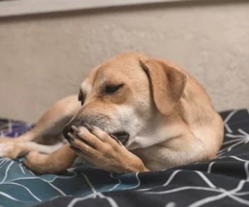 How to Stop Your Dog from Licking Their Paws: Effective Solutions