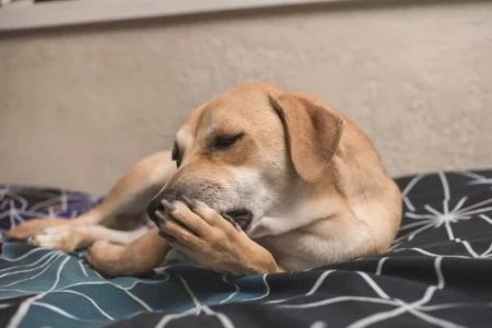 How to Stop Your Dog from Licking Their Paws: Effective Solutions